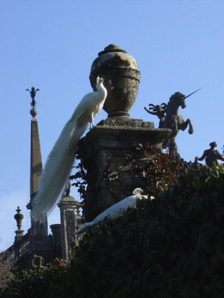 File:6672 - Pavone bianco all'Isola Bella (Lago Maggiore) - Foto Giovanni Dall'Orto, 7-Apr-2003.jpg