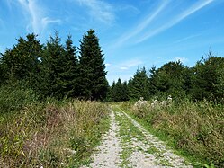 Waldweg in Upper Swabia