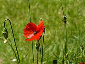 Papaver rhoeas (Federsee)