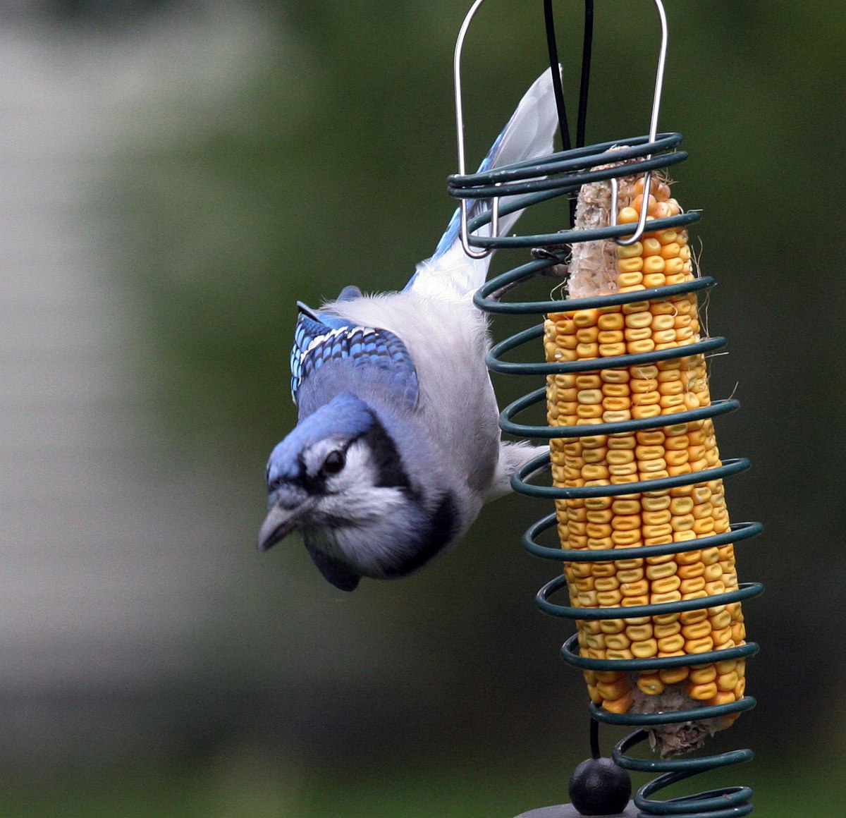 Blue jay - Wikipedia