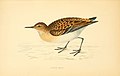 A history of British birds (6009021912).jpg