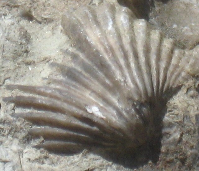 A brachiopod fossil I found near Maysville, Kentucky.