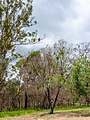 Acacia aulacocarpa sprouting from epicormic buds after controlled burn off, 7th Brigade Park, Chermside, Queensland.