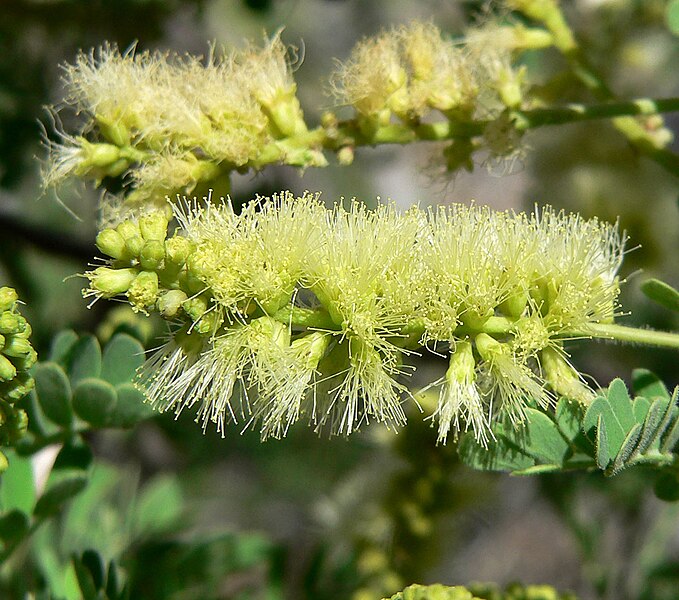 File:Acacia greggii 10.jpg