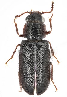 <i>Acanthocnemus</i> Genus of beetles