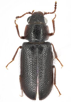 Acanthocnemus nigricans (Hope, 1845); NHMUK014372311; Dorsal habitus (49866448247).jpg