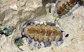 Acanthopleura granulata