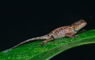 <i>Acanthosaura lepidogaster</i> Species of lizard