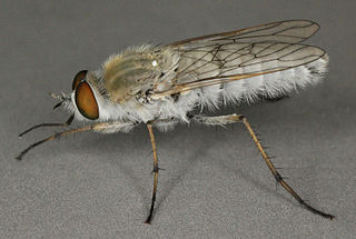 <i>Acrosathe annulata</i> Species of fly