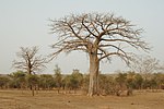 „Adansonia digitata“ 2006-03-03.jpg