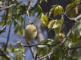 fruit