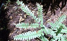 Adiantum silvaticum RBG Sydney.JPG