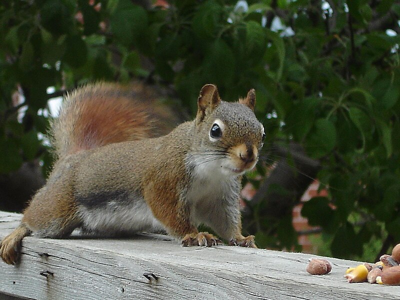 File:Adorable Red Squirrel (8802453529).jpg