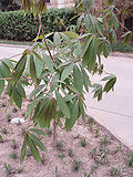 Miniatura para Aesculus chinensis