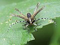 Agapanthia villosoviridescens (De Geer, 1775)