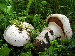 Agaricus bitorquis 01.JPG