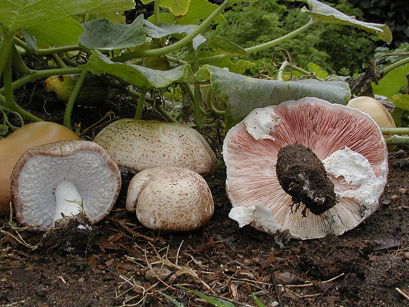 File:Agaricus subrufescens.jpg