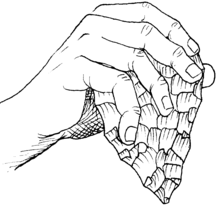 Drawing of a hand holding a hand axe Agarre de un bifaz.png