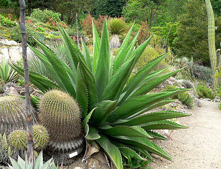 Tập_tin:Agave_gentryi_4.jpg