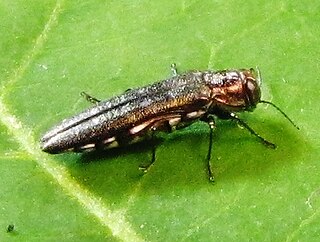 <i>Agrilus quadriguttatus</i> Species of beetle