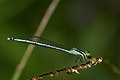 * Nomination Agriocnemis pieris emale --Jkadavoor 03:32, 30 November 2016 (UTC) * Promotion Good quality. -- Johann Jaritz 03:40, 30 November 2016 (UTC)