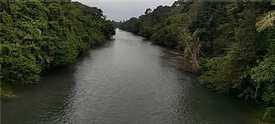 Aliran Sungai di Hutan Tangkahan