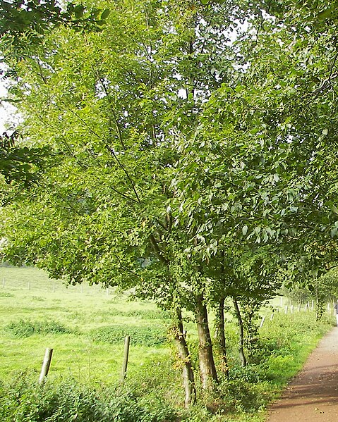 File:Alnus incana 001.jpg