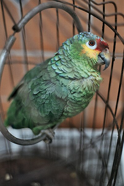 File:Amazona autumnalis -pet in cage-8a.jpg