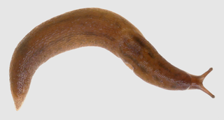 <i>Ambigolimax parvipenis</i> Species of land slug