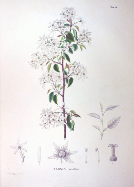 File:Amelanchier canadensis SZ42.png