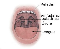 Amigdalas diag.jpg