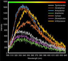 Biofluorescent emission spectra from amphibians Amphibian biofluorescent emission spectra - 41598 2020 59528 Fig2-top.png