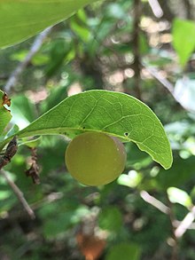 Gall caused by Amphibolips quercusracemaria Amphibolips quercusracemaria.jpg