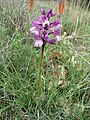 Anacamptis × gennarii habitus France -Causse de Larzac