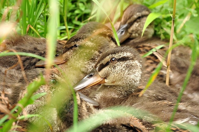 File:Anas platyrhynchos (Küken) - Nymphenteich Zürichhorn 2011-06-07 14-26-58.JPG