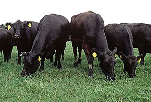Pasture raised cattle