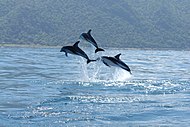 Delfines oscuros frente a Kaikoura, Nueva Zelanda