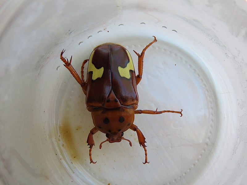 File:Anisorrhina flavomaculata; zigzag fruit chafer Scarabaeidae Cetoniinae IMG 9561.jpg