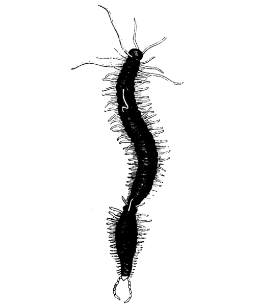 File:Annelid Mivart.png