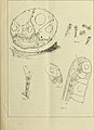 Annotationes zoologicae japonenses - Nihon dōbutsugaku ihō (1897) (18236633049).jpg