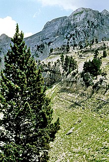 Ejemplar de Pinus uncinata en Ansó (Pirineos, España).