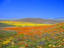 Antelope Valley California Poppy Reserve, March 2008 Antelope Valley Poppy Preserve.jpg