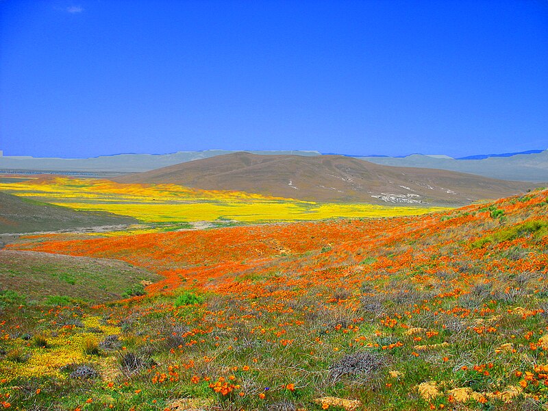 File:Antelope Valley Poppy Preserve.jpg