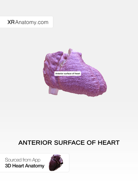 File:Anterior surface of heart.png