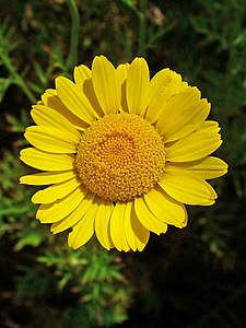 Cota tinctoria Inflorescence