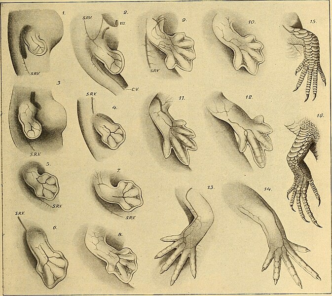 File:Anthropogenie; oder, Entwickelungs-geschichte des Menschen (1910) (19183105409).jpg