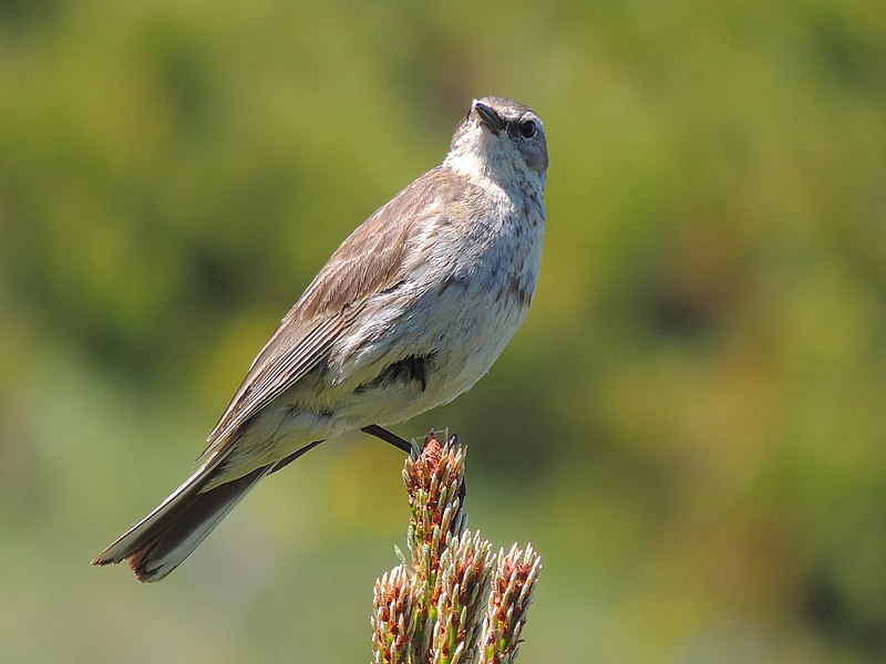 File:Anthus spinoletta (35586631101).jpg