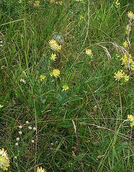 Rundbælg. Naturlig biotop på Djursland.