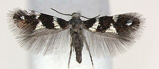 <span class="mw-page-title-main">Heliozelidae</span> Family of moths