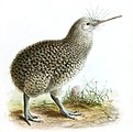 A. owenii NT - near threatened (nai bi trüüwet)